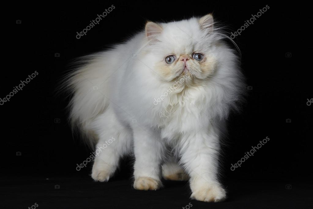 333 Himalayan Cat Stock Photos Images Download Himalayan Cat Pictures On Depositphotos 333 Himalayan Cat Stock Photos Images Download Himalayan Cat Pictures On Depositphotos