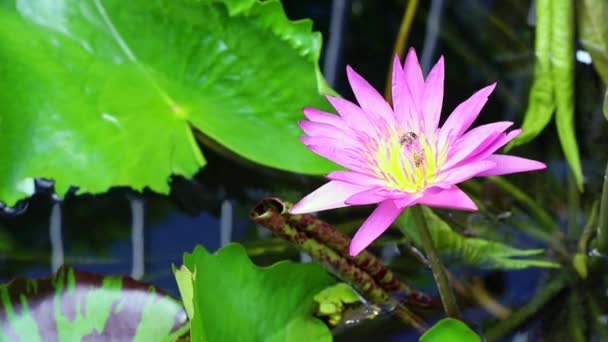 Grupo de abejas caminando sobre flor de loto — Vídeos de Stock