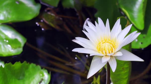 Grup lotus çiçeği üzerinde yürüme arı — Stok video