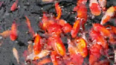 Grup in ses ile yemek yeme goldfish