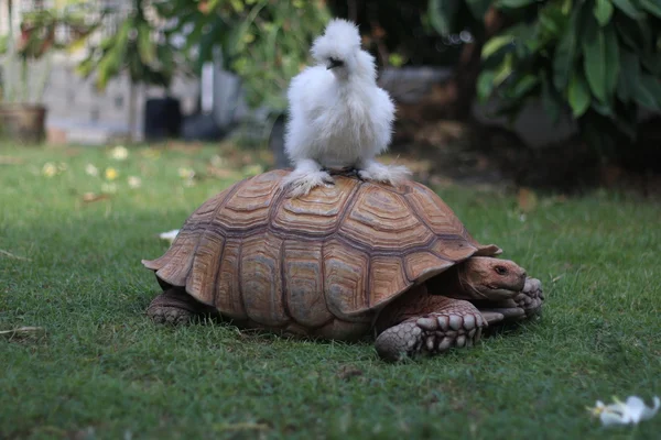 Pollo bianco di seta sulla tartaruga Sulcata in giardino — Foto Stock