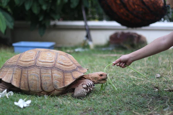 Voeding Sulcata schildpad in de tuin — Stockfoto