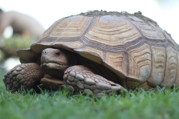 Сульката Черепаха в саду — стоковое фото