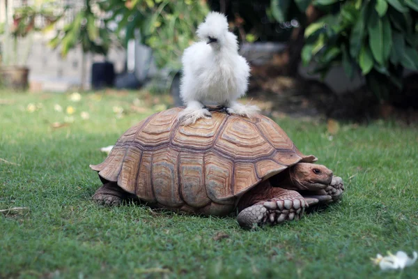 Белый шелковистый цыпленок на Sulcata tortoiseshell в саду — стоковое фото