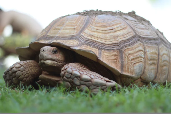 정원에서 가까이 Sulcata 거북이 — 스톡 사진