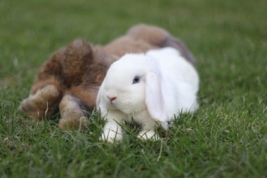 Holland Lop rabbits in the garden clipart