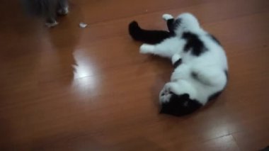Yere haddeleme egzotik stenografi kedi