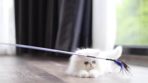 Odd-eyed white persian kitten cat playing feather stab cat toy — Stockvideo