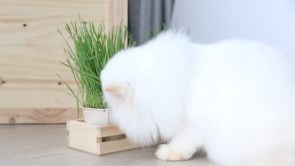 Persian cat eating wheat grass — Stock Video