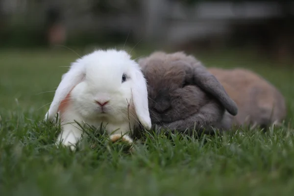 Hollanda Lop tavşanları bahçede — Stok fotoğraf