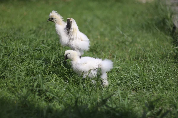 Galinhas brancas Silkie no jardim — Fotografia de Stock