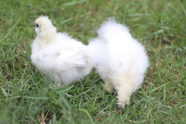 Galinhas brancas Silkie no jardim — Fotografia de Stock