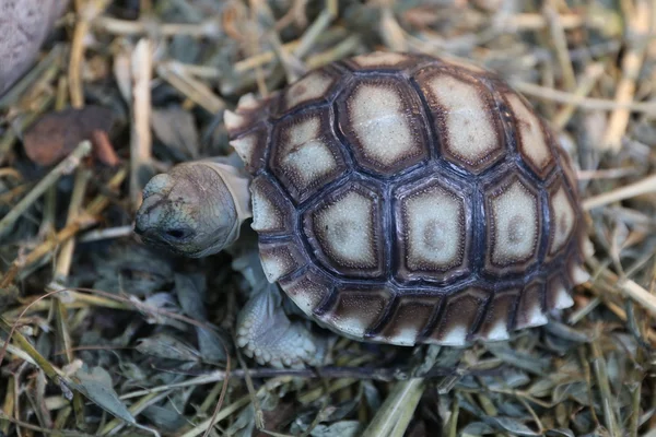 Baby Sulcata żółw ukrywanie — Zdjęcie stockowe