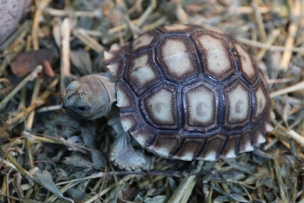 베이비 Sulcata 거북이 숨기기 — 스톡 사진