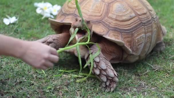 Alimentación manual Sulcata Tortuga en el jardín — Vídeos de Stock