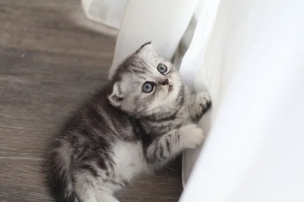 Lindo escocés pliegue tabby gatito gato al lado de cortina — Foto de Stock