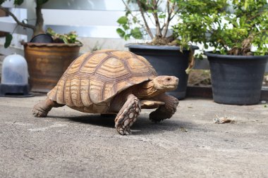 Sulcata çimento yerde yürüyen kaplumbağa