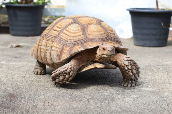 Sulcata çimento yerde yürüyen kaplumbağa