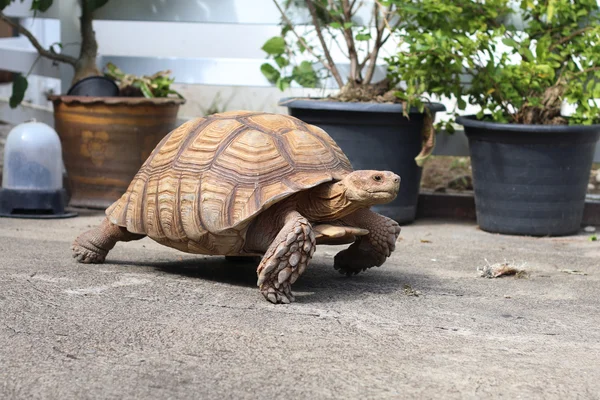 Сульката черепаха ходит по цементному полу Стоковое Изображение