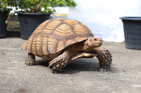Sulcata-Schildkröte läuft auf Zementboden Stockfoto