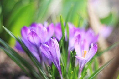 Çiğdem çiçekler baharda çiçek açan yakın çekim