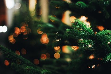 Bokeh Noel ışıkları ve Noel ağacı dalı