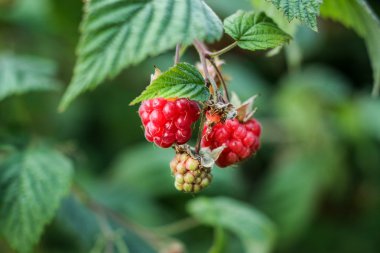 Bir çalının dalı üzerinde kırmızı Bahçe ahududu