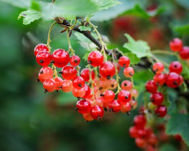 Frenk üzümü Bahçe, parlak kırmızı parlak ve renkli yeşil yaprakları ile bush Şubesi çilek