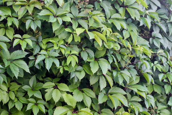 Groene bladeren muur — Stockfoto