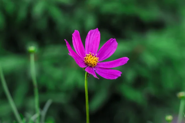 Красиві фіолетові та білі квіти космосу в саду на фоні зеленої трави — стокове фото