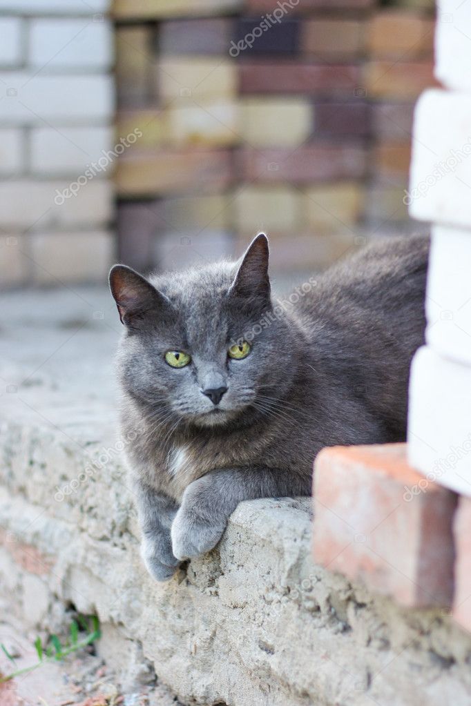 Gray Shorthair Cat With Yellow Eyes Laying On The Stone Porch Of A