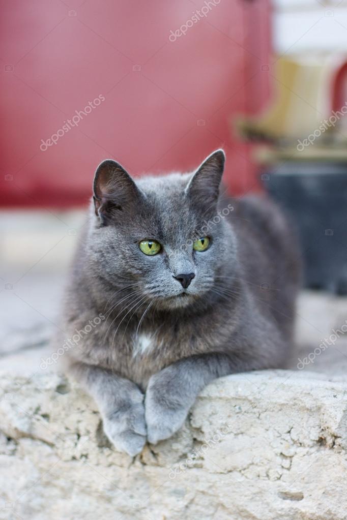 Grey Cat Yellow Eyes Gray Shorthair Cat With Yellow Eyes Laying