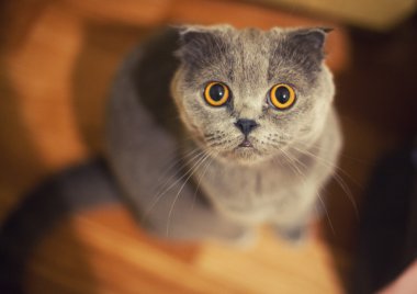 Kat büyük gözleri kameraya bakıyor