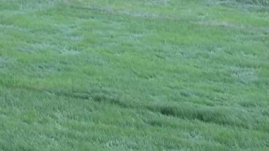 Pirinç dalgaları güçlü bir rüzgarla savrulur. Çekici bir renk, çekici pirinç dalgası manzaralı bir manzara. Yüksek kaliteli Chiayi City, Tayvan. Gerçek zamanlı. 4K Düşük açı görünümü