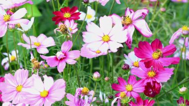 Kozmosta nektar toplayan arılar. Vahşi ormanda rüzgarda sallanan çiçekler. Güzel yaprak biçimi, sallanan gövde şekli. Pingtung Riverside Parkı, Tayvan. Gerçek zamanlı. 4K yüksek açı görüntüsü. Yüksek kalite video.