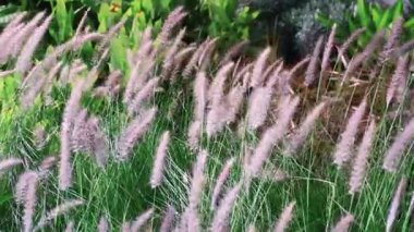Cenchrus setsceus çiçekleri vahşi ormanda rüzgarla savruluyor. Güzel bir yaprak şekli, salıncak sapı şekli. Pingtung Riverside Parkı, Tayvan. Gerçek zamanlı. 4 bin. Yüksek açı. Yüksek kaliteli video