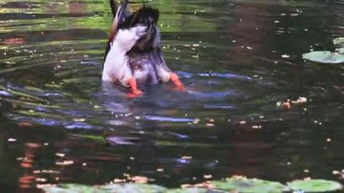 Yaban ördeğinin ilginç hareketi yiyecek ararken kuyruğunu kaldırması. Tayvan, Kaohsiung Şehri. 4 bin. Göz hizasında görüntü. Yüksek kaliteli video.