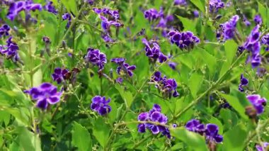 Duranta ereksiyon ağacı çiçekleri vahşi ormanda rüzgarla savruluyor. Güzel yaprak biçimi, sallanan kök şekli. Pingtung Riverside Parkı, Tayvan. Gerçek zamanlı. 4 bin. Yüksek açı. Yüksek kaliteli video