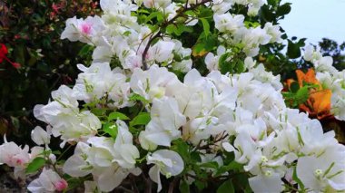 Bougainvillea glabra ağacı çiçekleri vahşi ormanda rüzgarla savruluyor. Güzel bir yaprak formu, salıncak sapı şeklinde bir manzara. Pingtung Riverside Parkı, Tayvan. Gerçek zamanlı. 4 bin. Yüksek açı. Yüksek kaliteli video