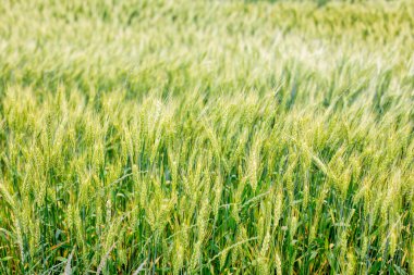 Yazın yeşil buğday tarlası