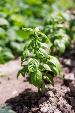 Genç yeşil filizler toprakta büyüyor.