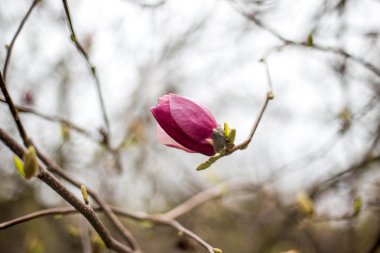 Bahçedeki manolya çiçekleri