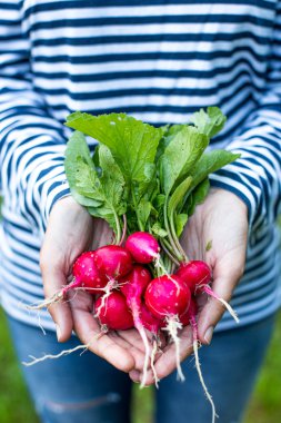 Bir avuç taze turp tutan genç bir kadının elleri.