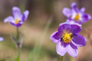 Çitteki kırmızı kedi