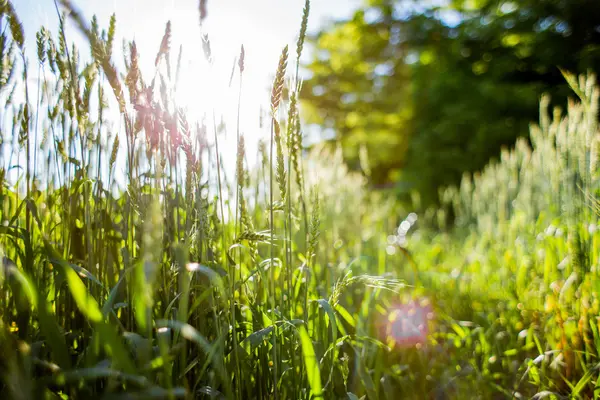 Herbe Verte Matin — Photo