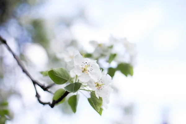 Λευκό Άνθος Κερασιάς Την Άνοιξη — Φωτογραφία Αρχείου