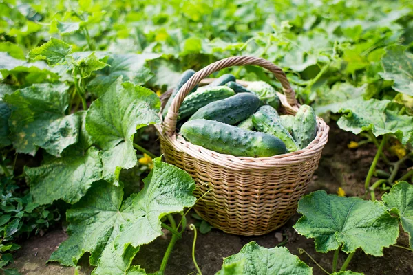 花园里新鲜的黄瓜 — 图库照片