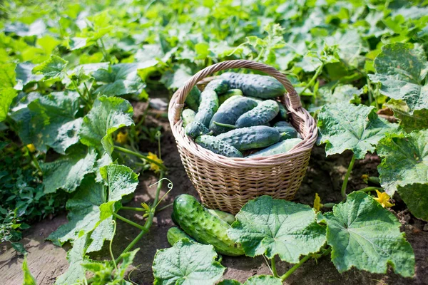 fresh organic cucumbers in the garden