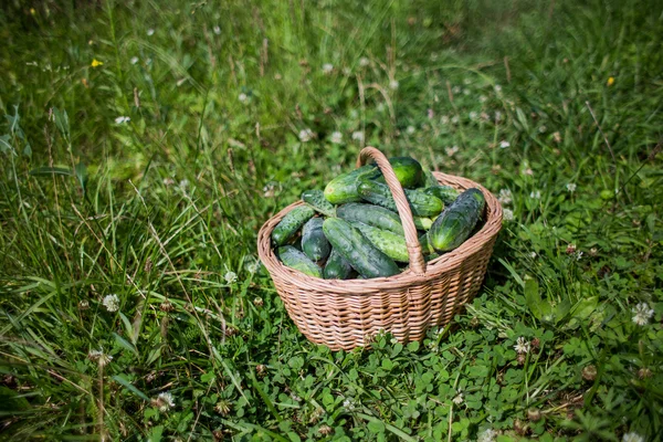 Green White Wicker Basket Ripe Fruits Grass — Fotografia de Stock
