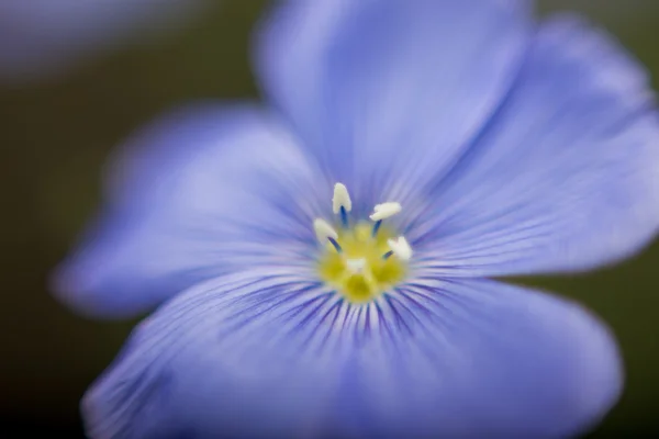 Macro Uma Flor — Fotografia de Stock